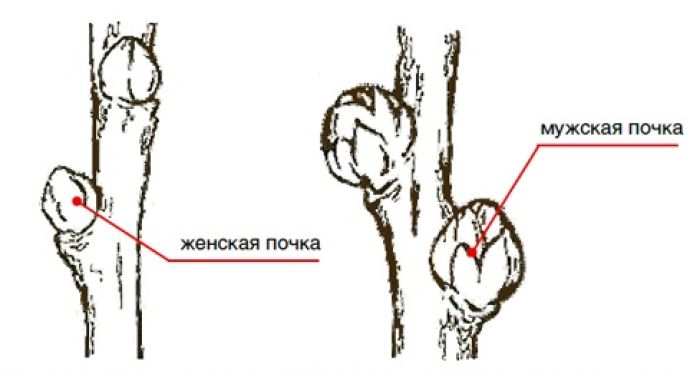 Как отличить облепиху мужскую от женской, главные различия 1