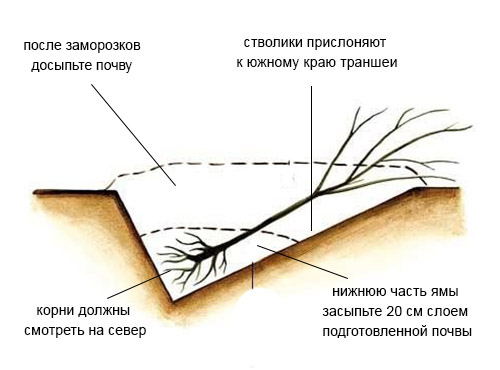 как хранить саженцы зимой