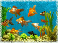 Рыбки в аквариуме по фен-шуй
