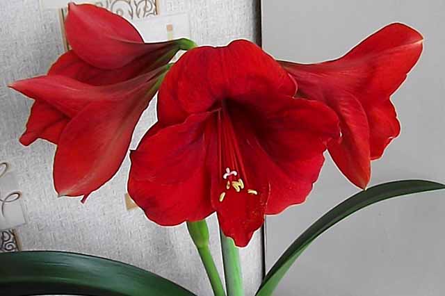 gippeastrum