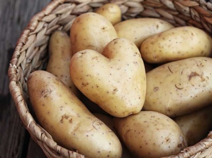 Для выращивания в мешках идеально подойдут среднеранние и ранние сорта картофеля