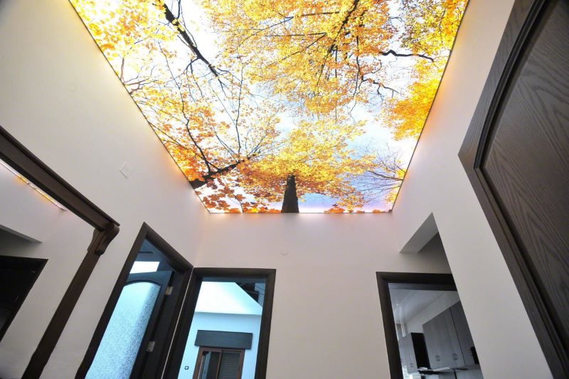 Фотопечать осеннего леса на потолке коридора