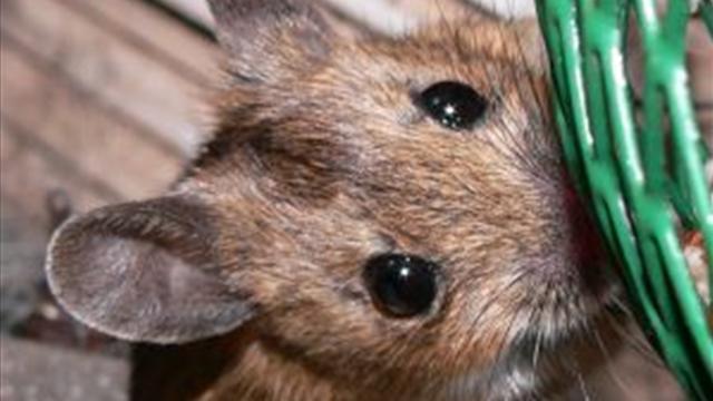 как избавиться от мышей в деревянном доме 