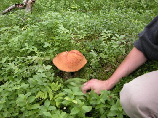 как вырастить грибы на даче 