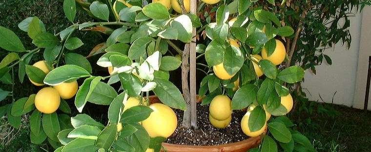 яркие домашние плоды лимона