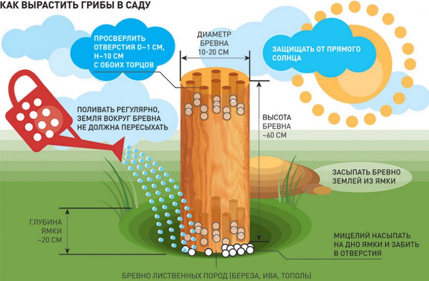 выращивание грибов в саду