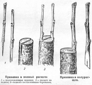 Схема прививки лимонного черенка в расщеп подвоя