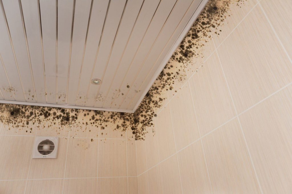  убрать в ванной грибок со стен – как избавиться от плесени в .