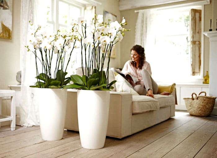 Вечноцветущие растения в напольных вазах всегда делают комнату яркой и свежей