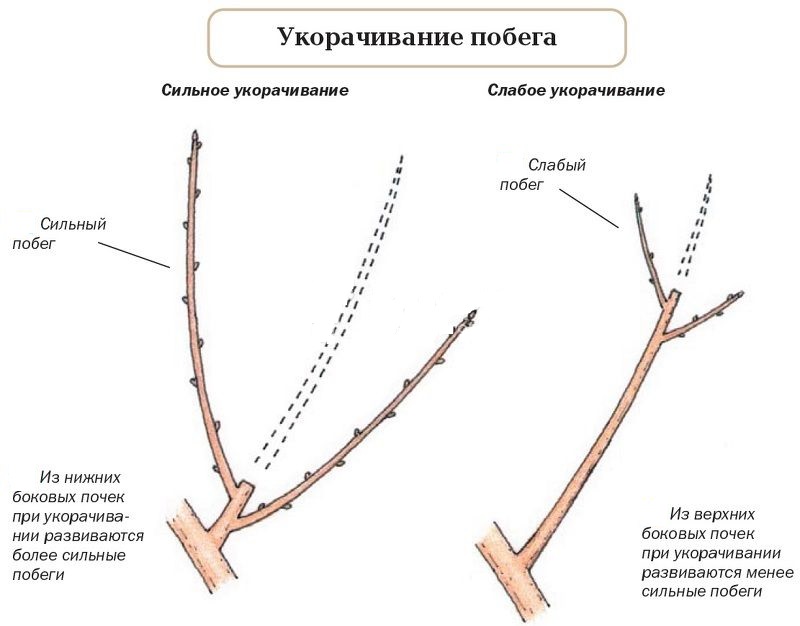 Виды подрезок