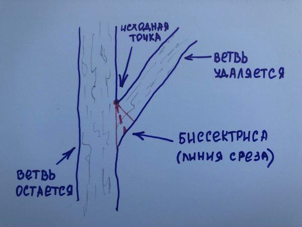 Так определяется линия среза ветви, отходящей под острым углом