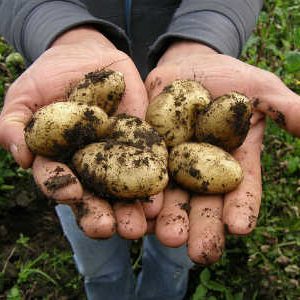 окучивание картофеля