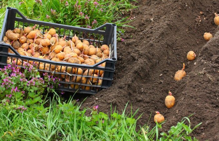 Клубни картофеля в земле