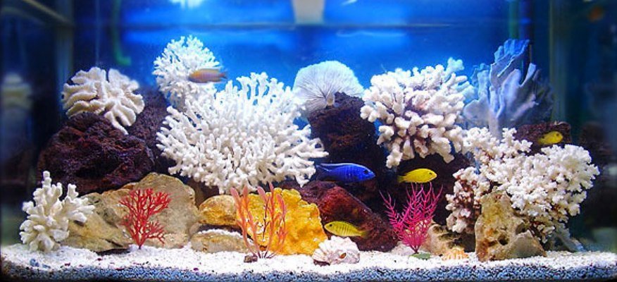 выбор аквариума для квартиры