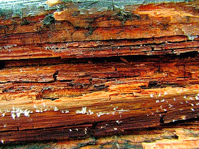 Не обработанная соответствующим образом древесина становится крайне уязвимой к грибковому поражению