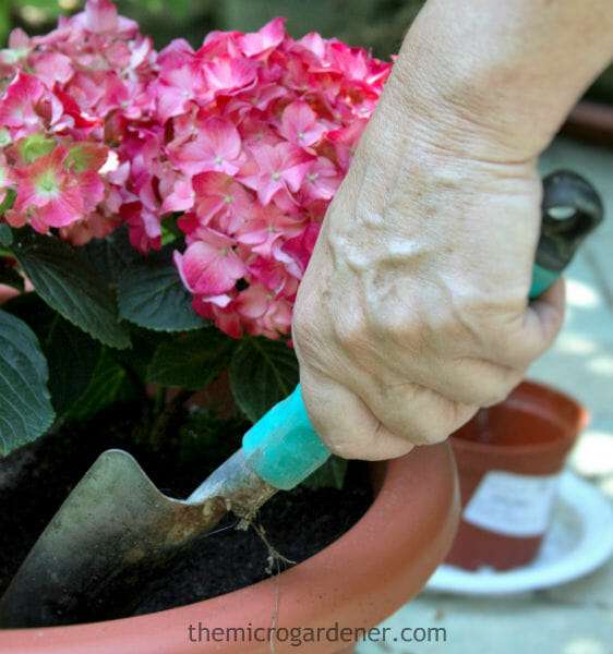 Adding compost and nutrients to your potting mix or soil will boost plant health and minimise problems.