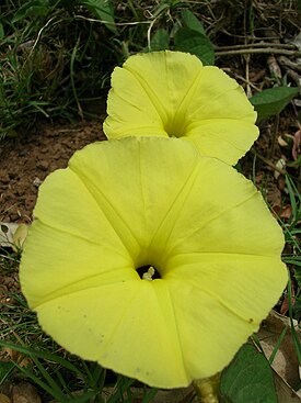 Starr 080429-8892 Ipomoea ochracea.jpg