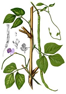 Starr 080608-7427 Vigna unguiculata subsp. sesquipedalis.jpg