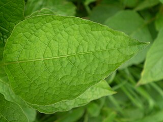 Physalis alkekengi franchetii 0.3 R.jpg