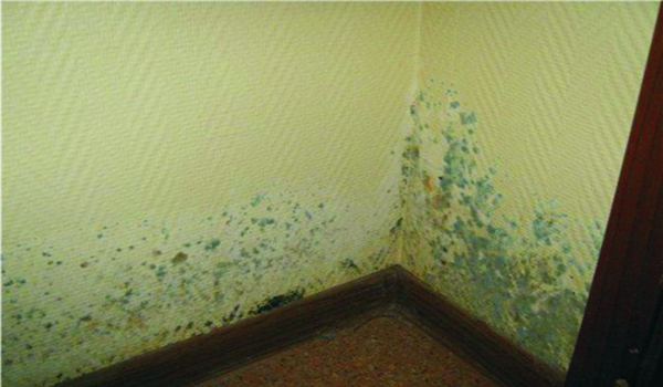Чем вреден грибок на стенах 🚩 грибок в квартире на стенах чем опасен 🚩 Квартира и дача 🚩 Другое
