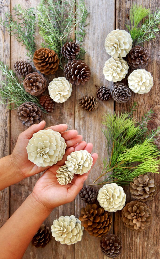 DIY farmhouse decor: natural bleached pine cones without using bleach