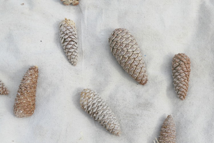 Making Bleached Pinecones - The drying process