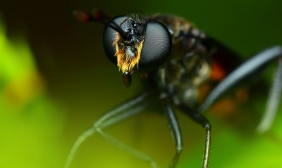 макро насекомое муха глаза