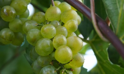 виноград зеленый гроздь